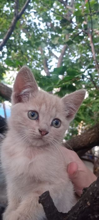 Кицюня, лагідна і муркотлива