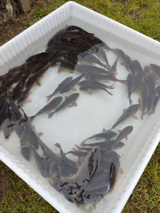 Ryby Ryba karp patroszony, żywy