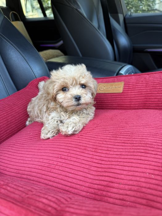 Малюки мальтипу