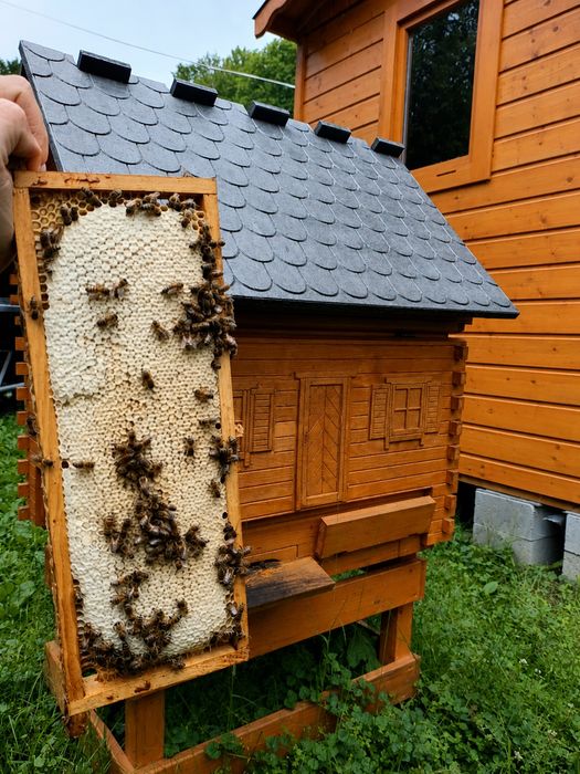 Miód nektarowo spadziowy z terenów leśnych