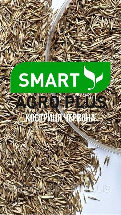Костриця (Вівсяниця) Червона, на газон