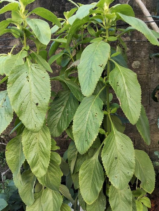 Vendo Planta do chá