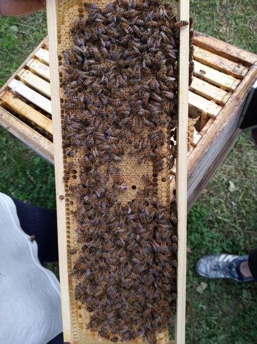 Матки Бакфаст F1. 2025року