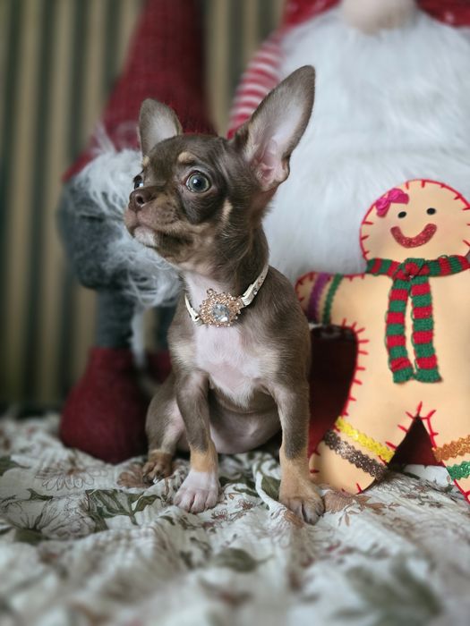 Chihuahua suczka gotowa do odbioru po Championie