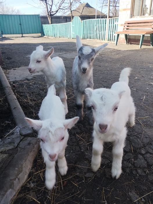 Козенята Заанці і Ламанча.кізочка і  цапи