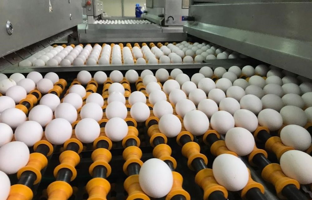 Інкубаційне яйце бройлера