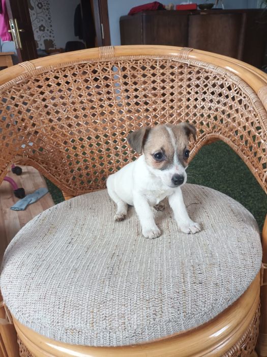 Jack Russell Terrier