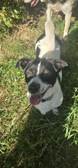 Do Adopcji samiec 2lata 10kg