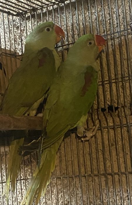 Casal de alexandrinos