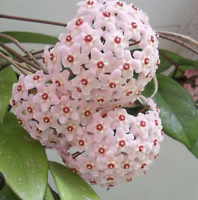 Хойя карноза - Hoya carnosa