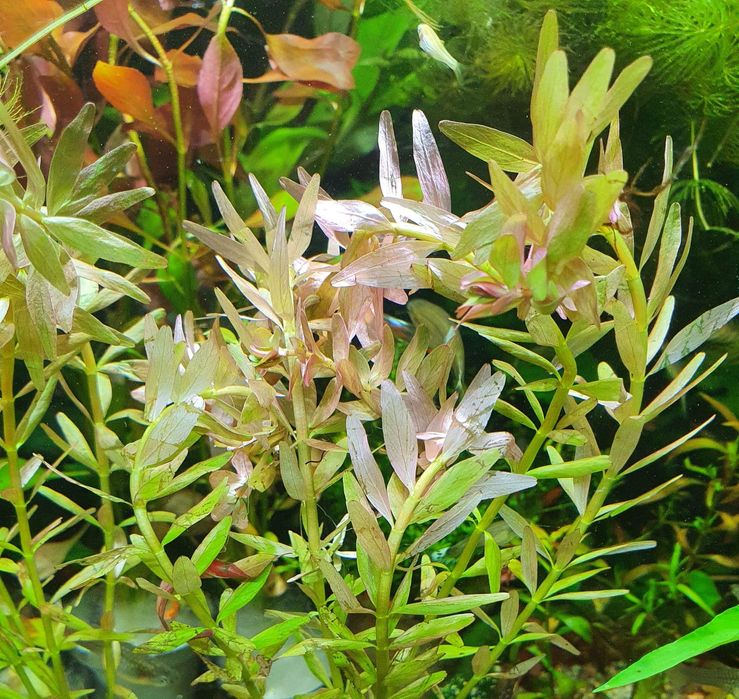 Rotala Indica Piękna Roślina do Akwarium Koszyk