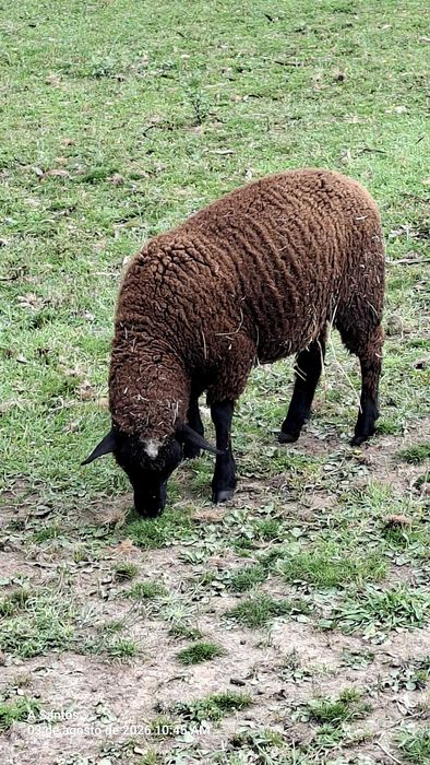 Borrega /Suffolk