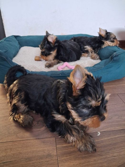 York Yorkshire Terrier szczenięta