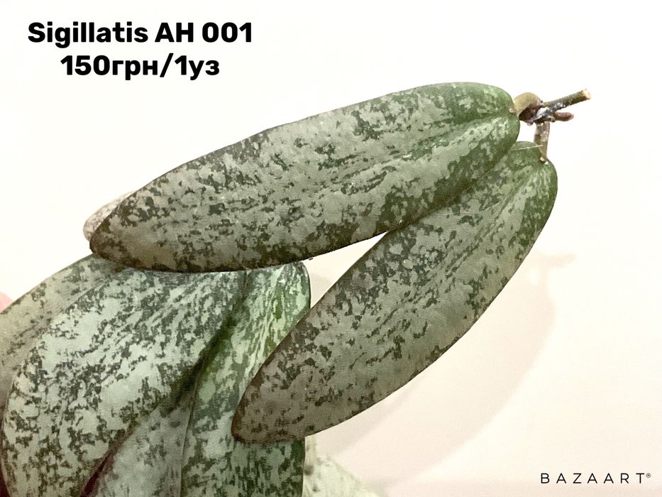 Хойя свежий срез сорта