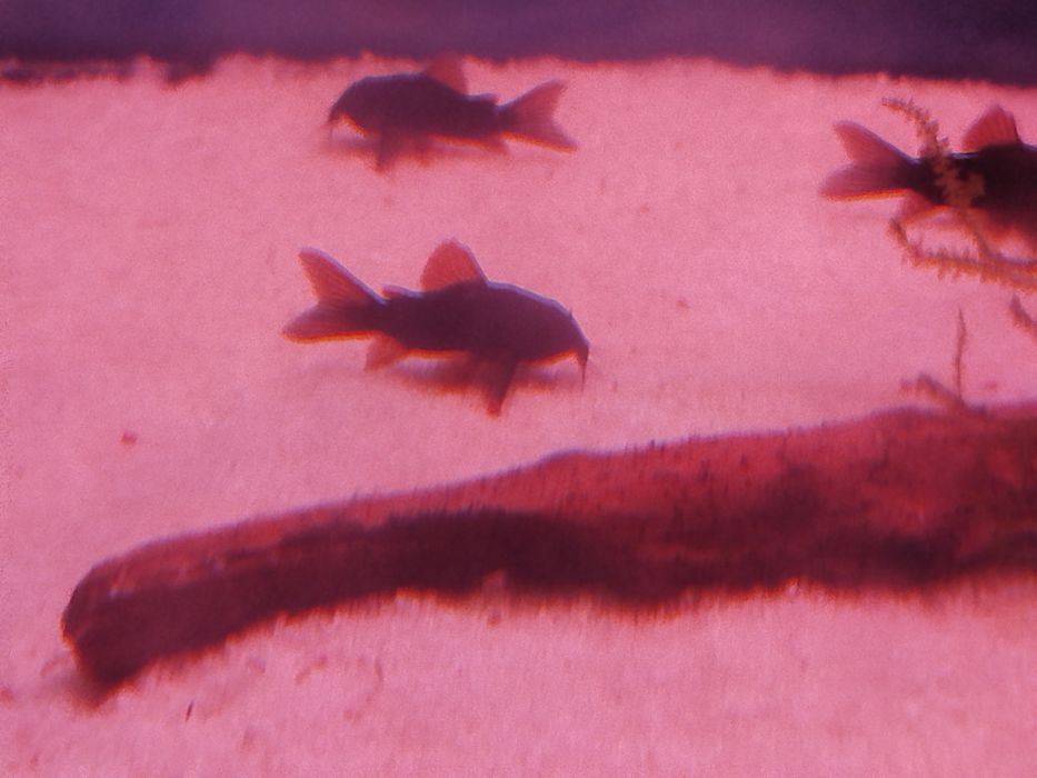 Kirys czarny corydoras scultzei