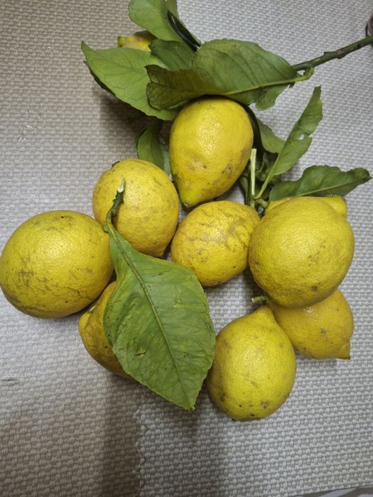 Limões cultivo biológico