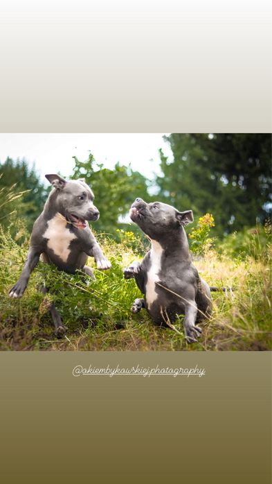 American Staffordshire Terrier BLUE-ChampionLine - ostatnie wolne rezerwacje