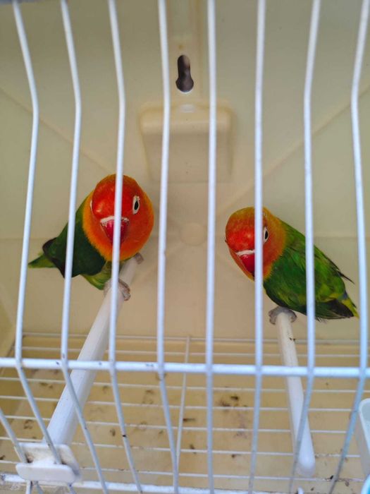 Fishers muito bonitos CASAL