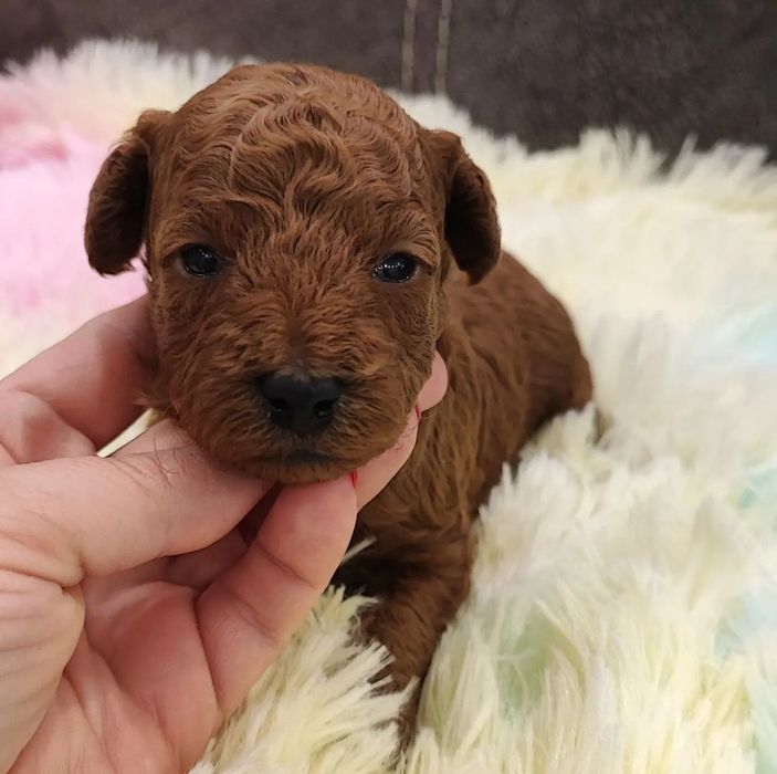 Дівчинка Ніка має добру вдачу