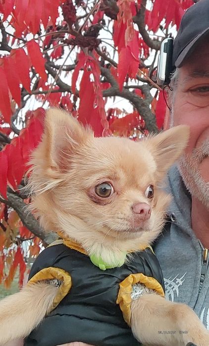 7000гр.ВОЗНАГРОЖЕНИЕ !!!Пропала собачка породы чихуахуа,