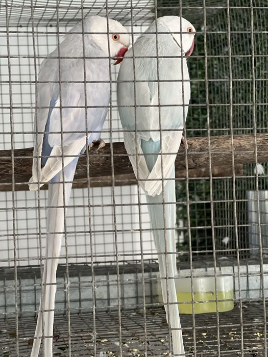 Ring neck casal a venda tenho 2 casais