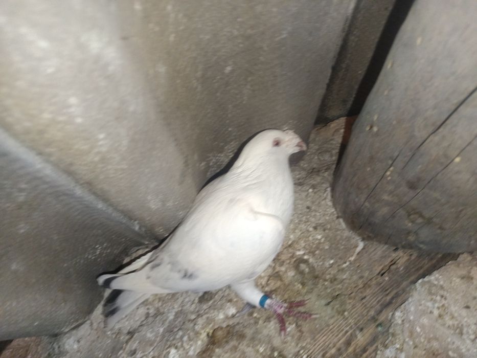 Sprzedam gołębia staropolski samica MOŻLIWOŚĆ WYSYŁKI