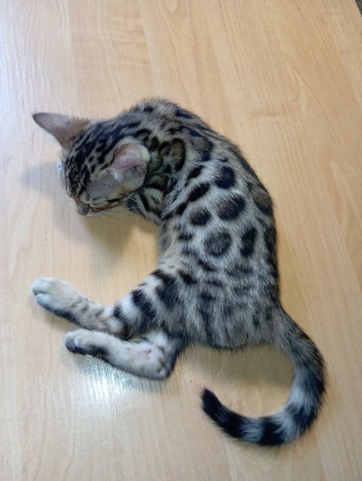 Бенгальский мальчик