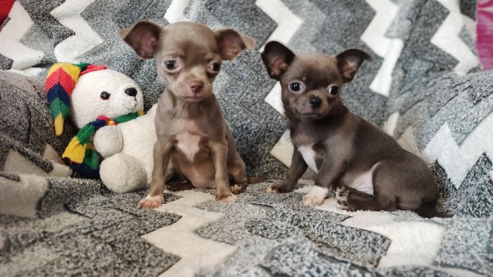 Чіхуахуа хлопчик і дівчинка.