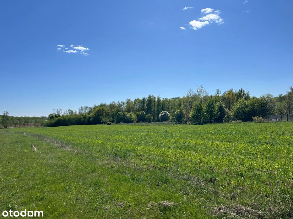 Działki budowlane – Pokrzywnica | WZ | media | las