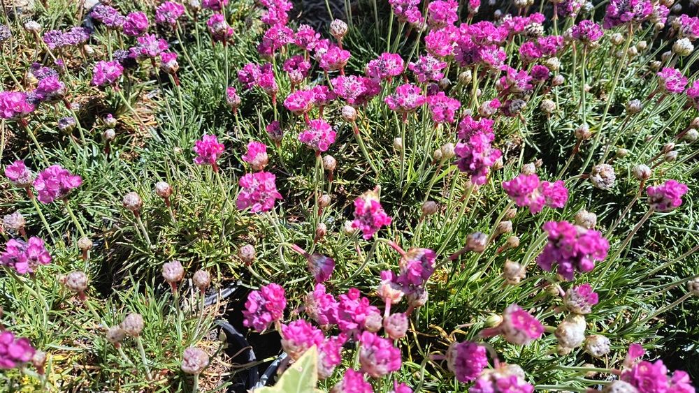 Вероніка 'Синій букет' .  Армерія рожева і біла у горщику