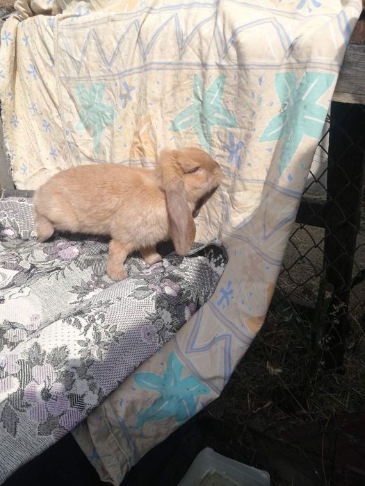 Домашние жывотные