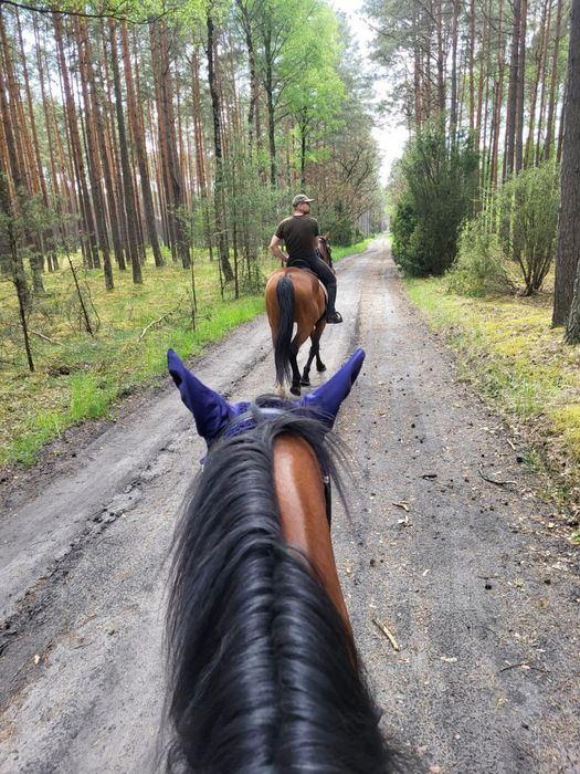 Klacz wielkopolska