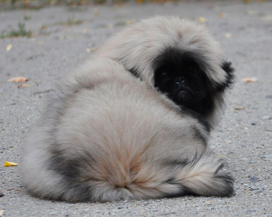 щенки пекинеса