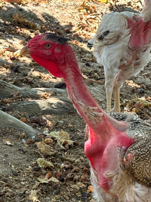 Polaco Gigante Brasileiro