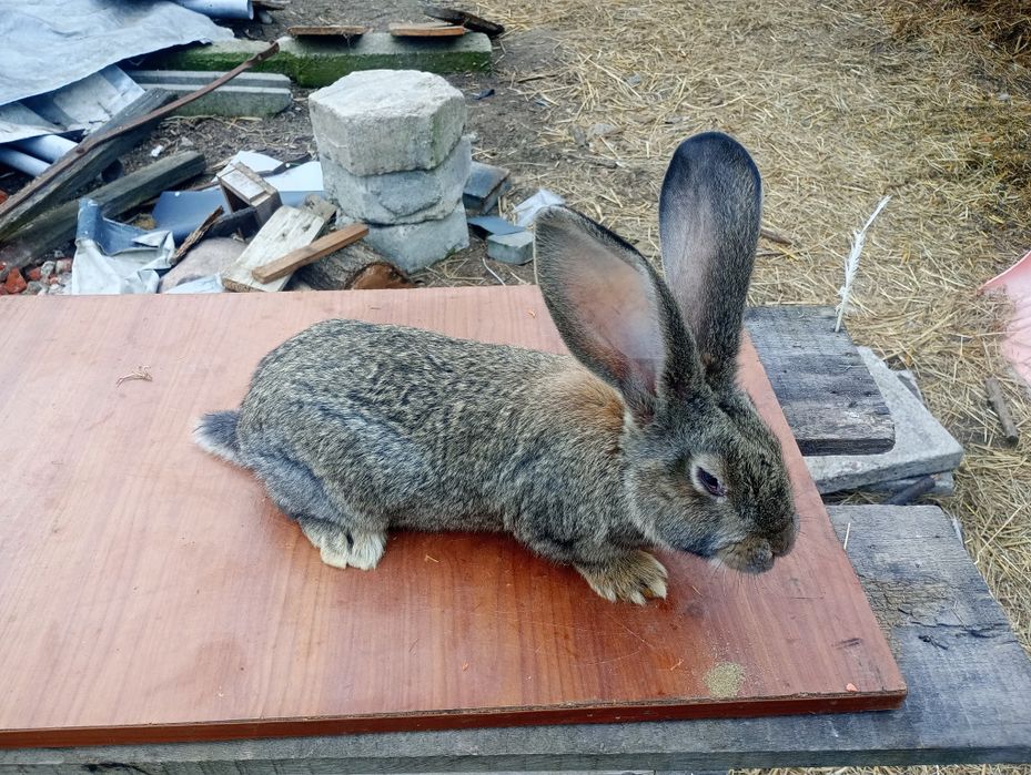 Króliki Motyle i Belgi