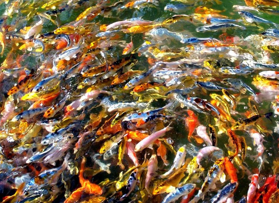 Карпы коя   яркая и цветная риба для прудов и водоёмов