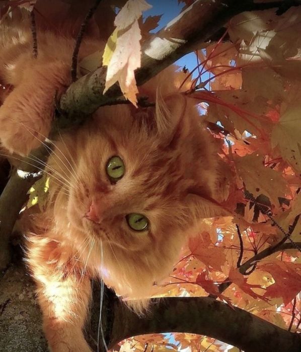 Передержка! Посижу с Вашим! питомцем.