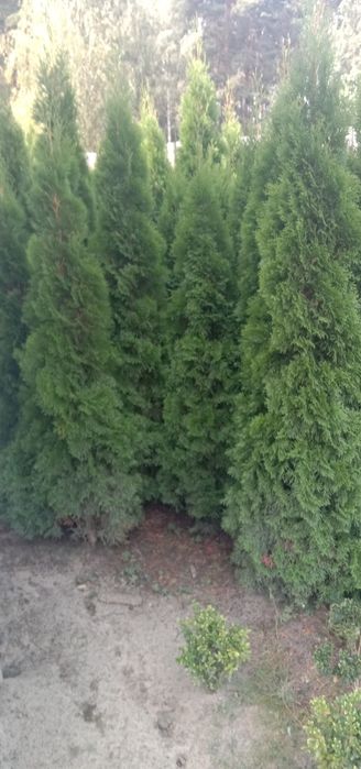 Продаж Туї Смарагд