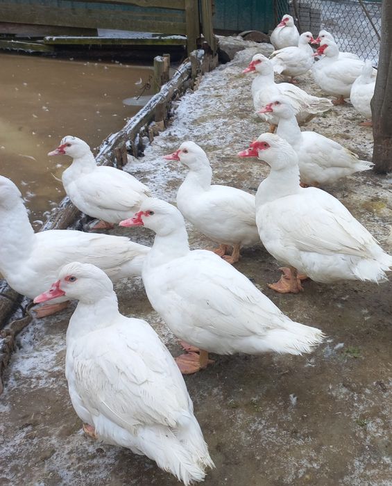 Мускусні індокачури та індокачечки німецької лінії