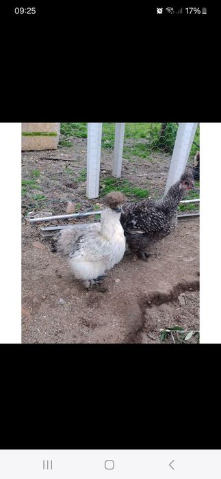 Ovos sedosas do japao muitas cores