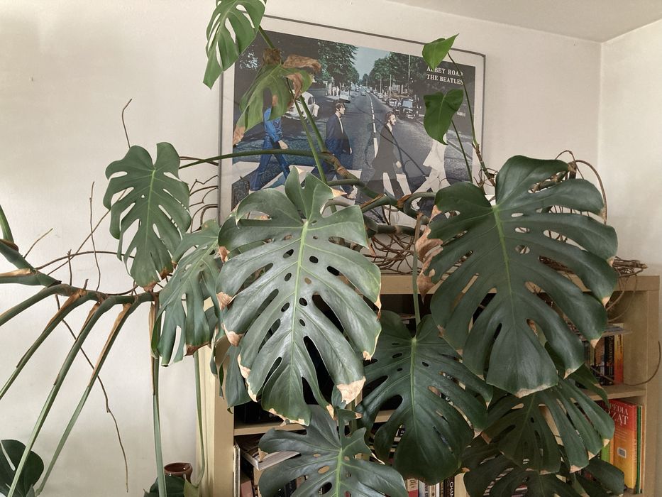 Bardzo duża Monstera