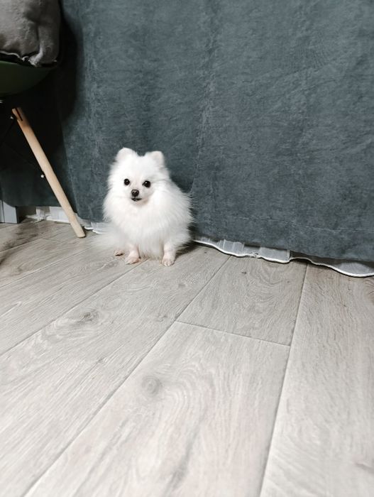 Гарна дівчинка померанський шпіц