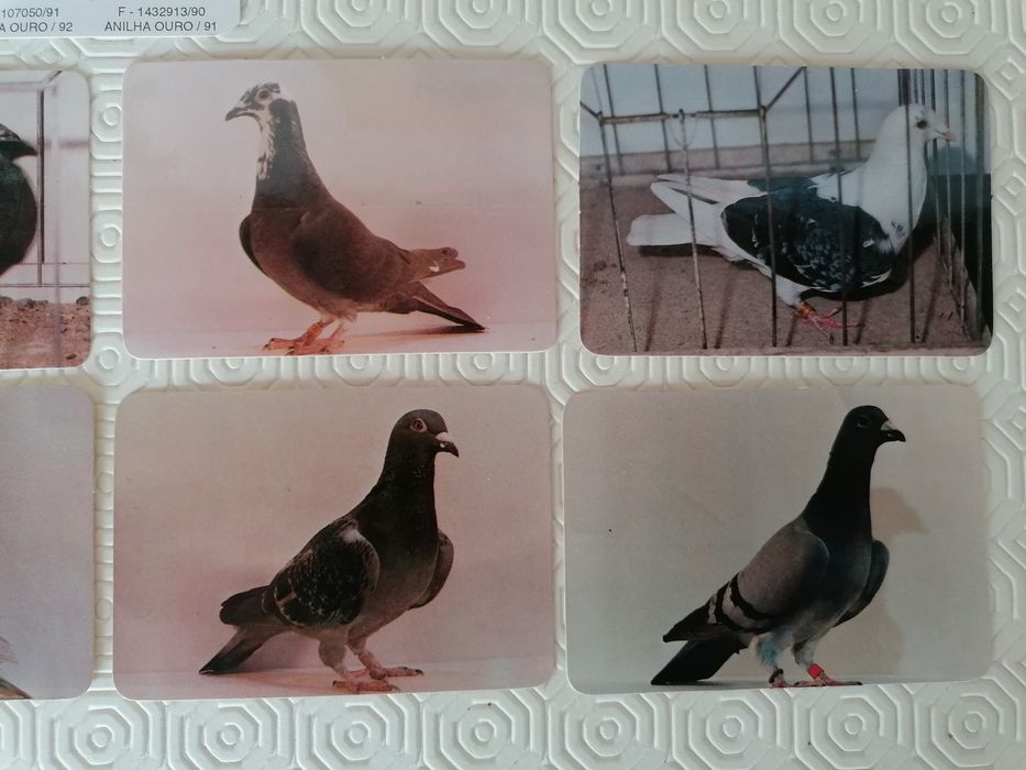 Conjunto de 9 calendários de pombos, edição dos anos de 1986 e 1997