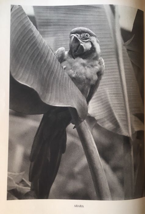 Brasil, livro fotográfico de Peter Fuss anos 30.