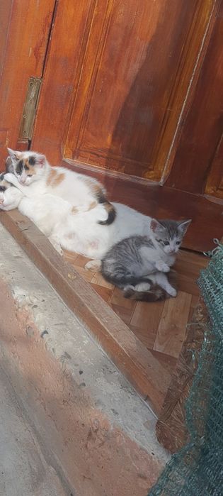 Кошенята в добрі руки. БЕЗКОШТОВНО