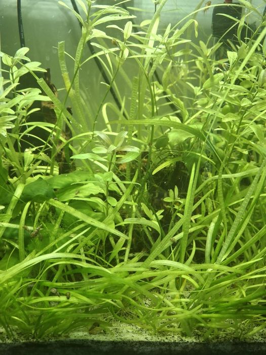 Akwarium krewetkarium kostka 30L