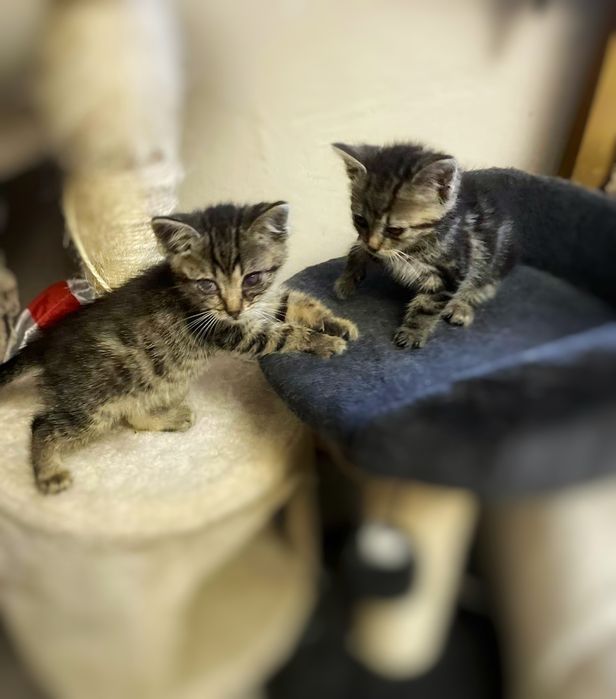 Dwa maluszki szukają domu