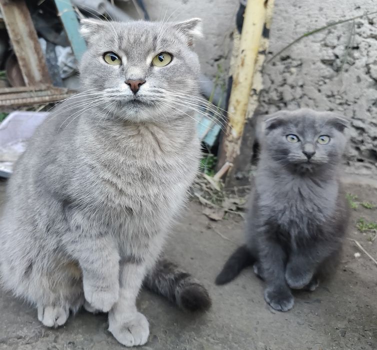 Британські висловухі у добрі руки