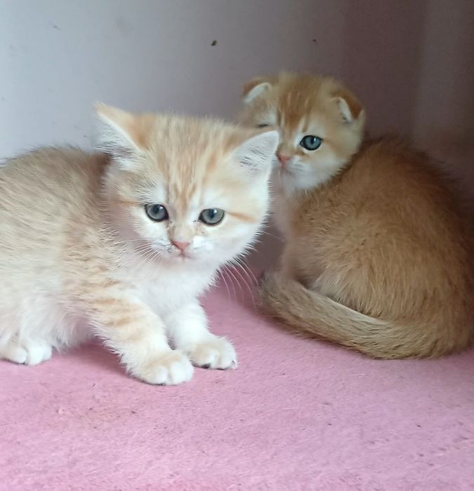 супер котики срочно