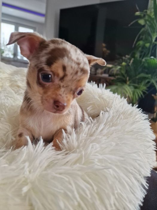 Chihuahua   malutki chlopczyk  *czekoladowy* merle